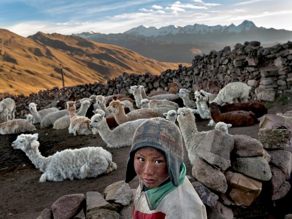 Child Herder in Bolivia: Following the death of his father, Alvaro Kalancha Quispe, 9, helps his family survive by herding. He opens the gate to the stone pen that holds the family's alpacas and llamas each morning so they can graze.
